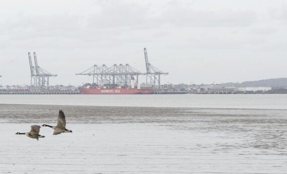 Hoo Docks and Canada Geese Photo Jonathan Juniper